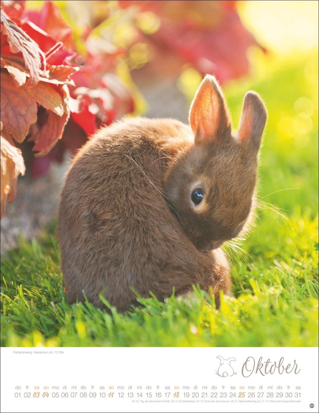 Beispielinhalt (Bild) Kaninchenkinder Posterkalender 2026