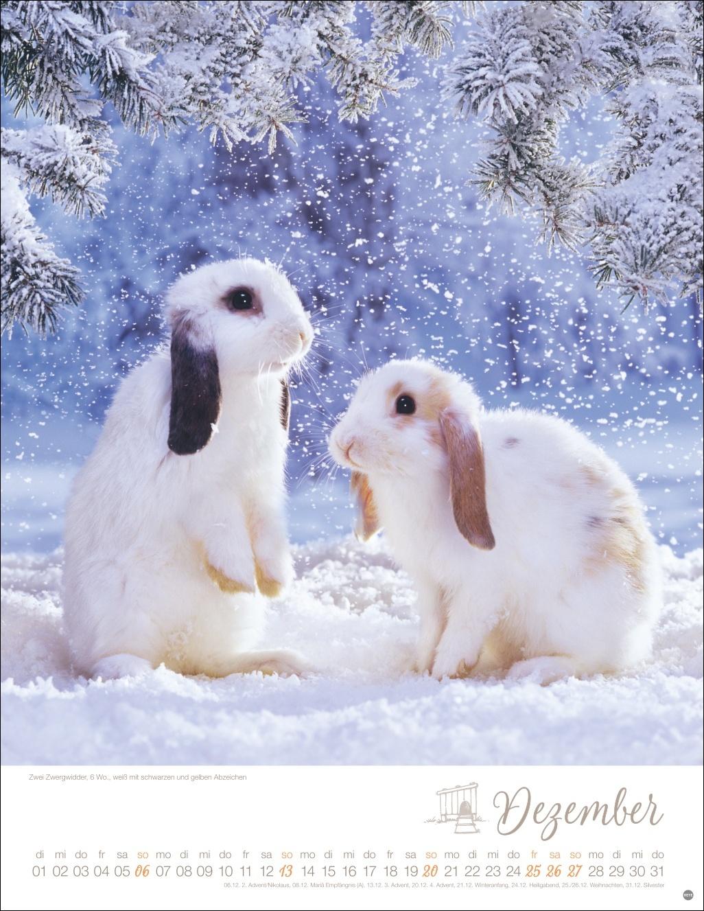 Beispielinhalt (Bild) Kaninchenkinder Posterkalender 2026
