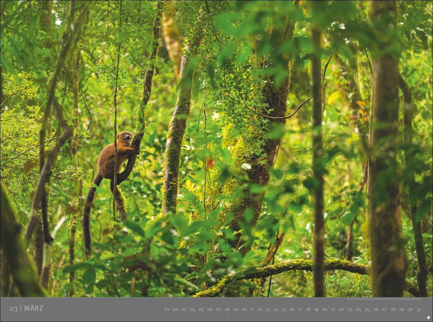 Beispielinhalt (Bild) Afrika - Edition Alexander von Humboldt Kalender 2026