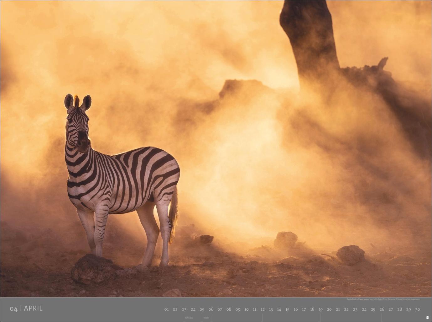 Beispielinhalt (Bild) Afrika - Edition Alexander von Humboldt Kalender 2026