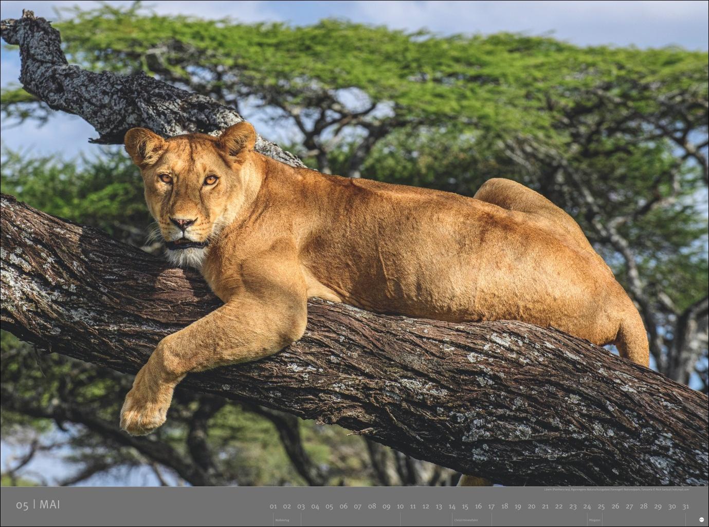 Beispielinhalt (Bild) Afrika - Edition Alexander von Humboldt Kalender 2026