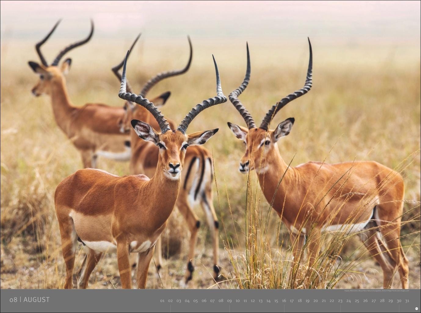 Beispielinhalt (Bild) Afrika - Edition Alexander von Humboldt Kalender 2026