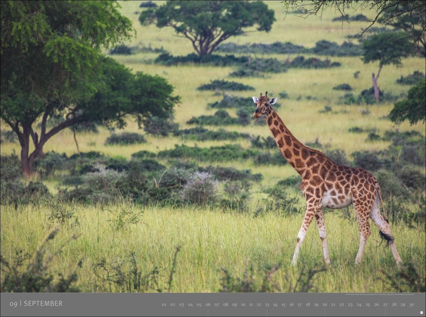 Beispielinhalt (Bild) Afrika - Edition Alexander von Humboldt Kalender 2026