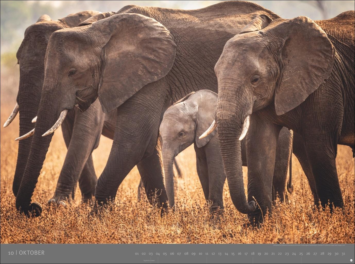 Beispielinhalt (Bild) Afrika - Edition Alexander von Humboldt Kalender 2026