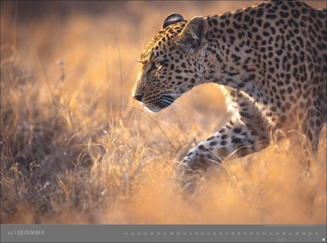 Beispielinhalt (Bild) Afrika - Edition Alexander von Humboldt Kalender 2026