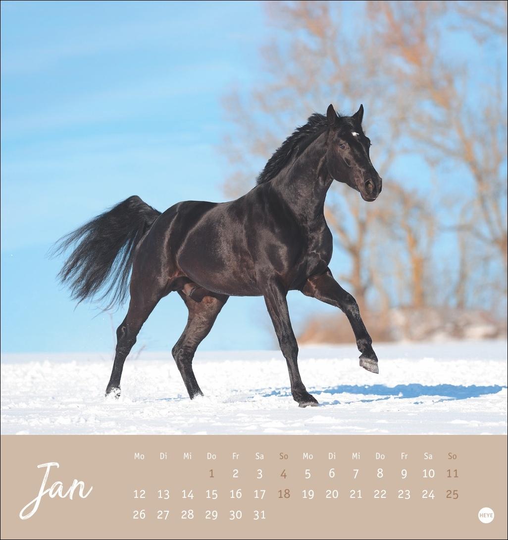 Beispielinhalt (Bild) Pferde Postkartenkalender 2026 - Starke Freunde