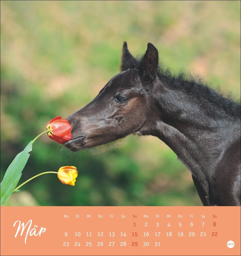 Beispielinhalt (Bild) Pferde Postkartenkalender 2026 - Starke Freunde