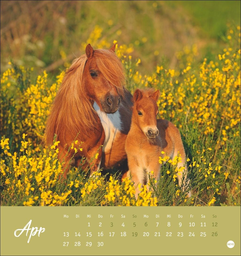 Beispielinhalt (Bild) Pferde Postkartenkalender 2026 - Starke Freunde