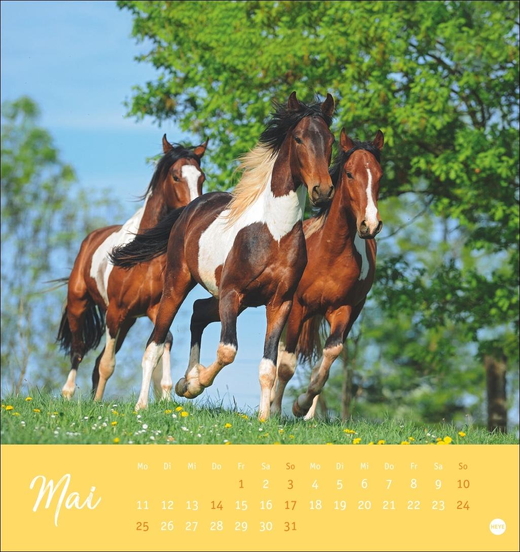Beispielinhalt (Bild) Pferde Postkartenkalender 2026 - Starke Freunde