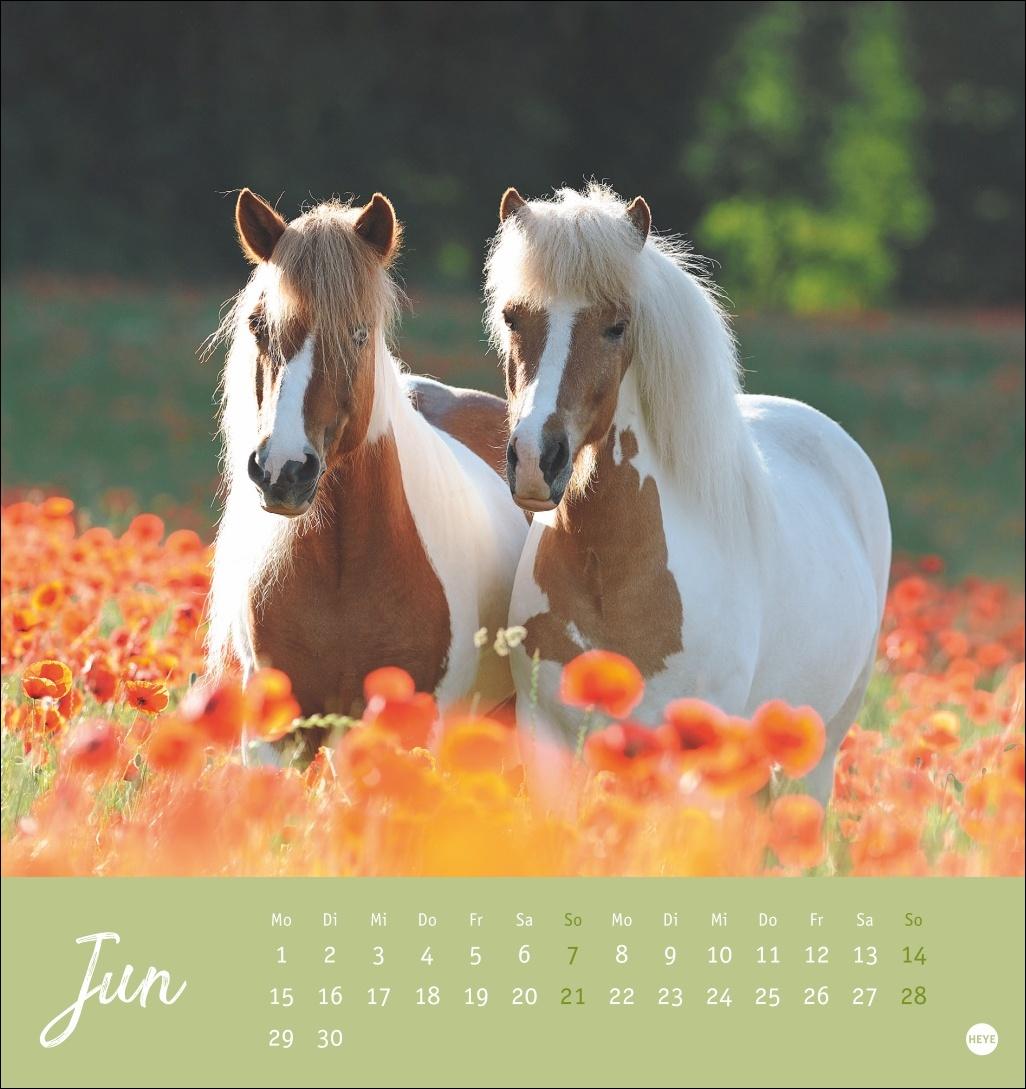 Beispielinhalt (Bild) Pferde Postkartenkalender 2026 - Starke Freunde