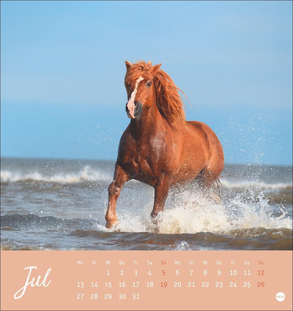 Beispielinhalt (Bild) Pferde Postkartenkalender 2026 - Starke Freunde