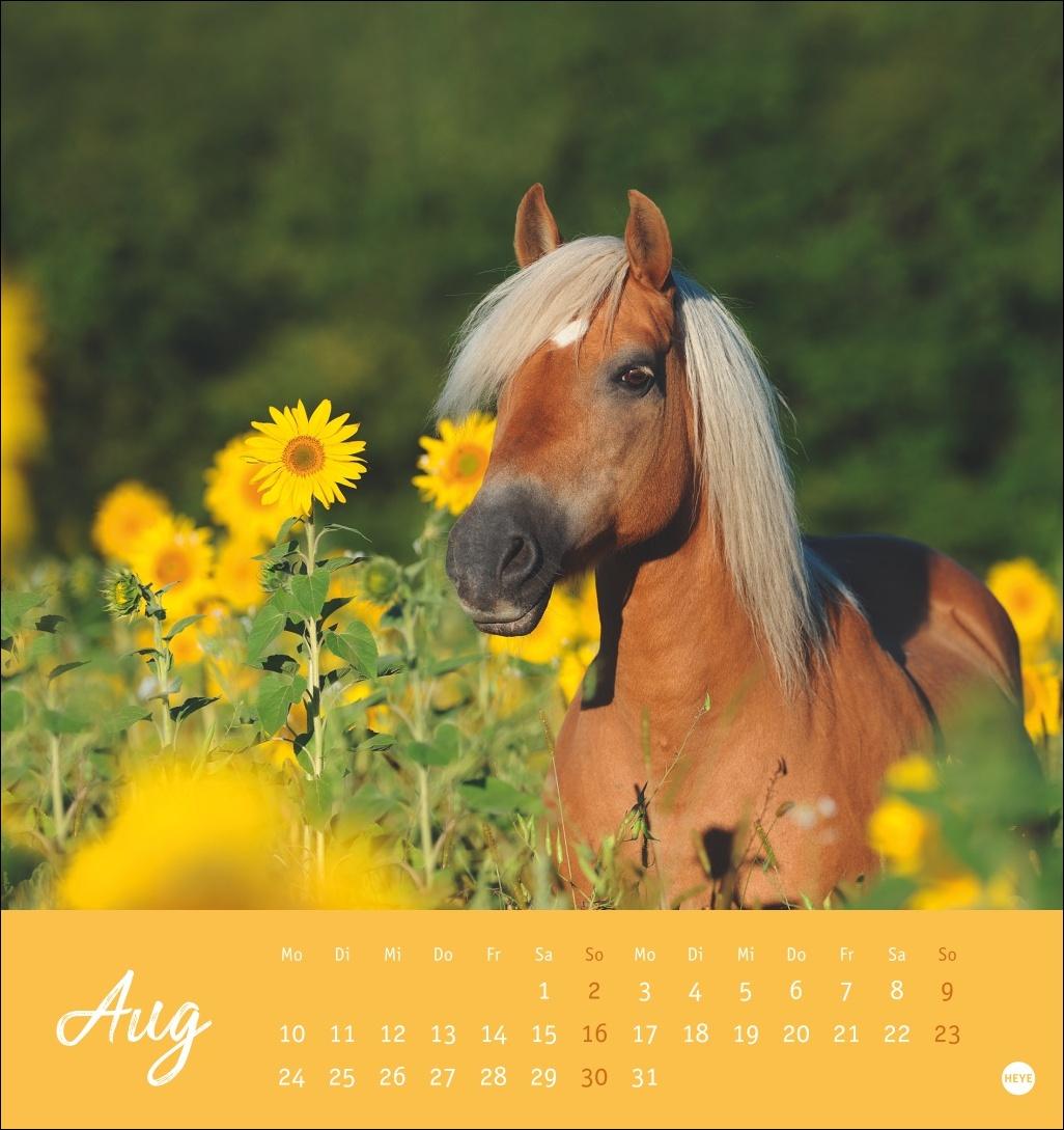 Beispielinhalt (Bild) Pferde Postkartenkalender 2026 - Starke Freunde