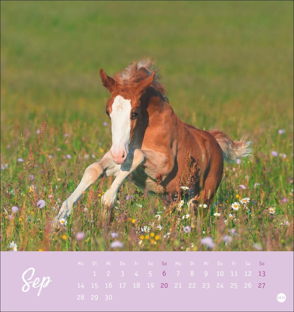 Beispielinhalt (Bild) Pferde Postkartenkalender 2026 - Starke Freunde