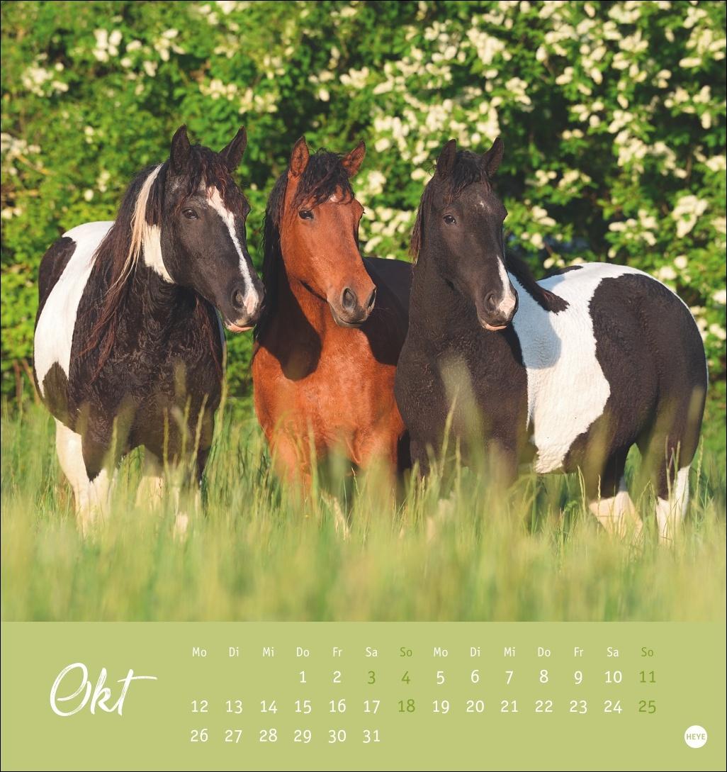 Beispielinhalt (Bild) Pferde Postkartenkalender 2026 - Starke Freunde
