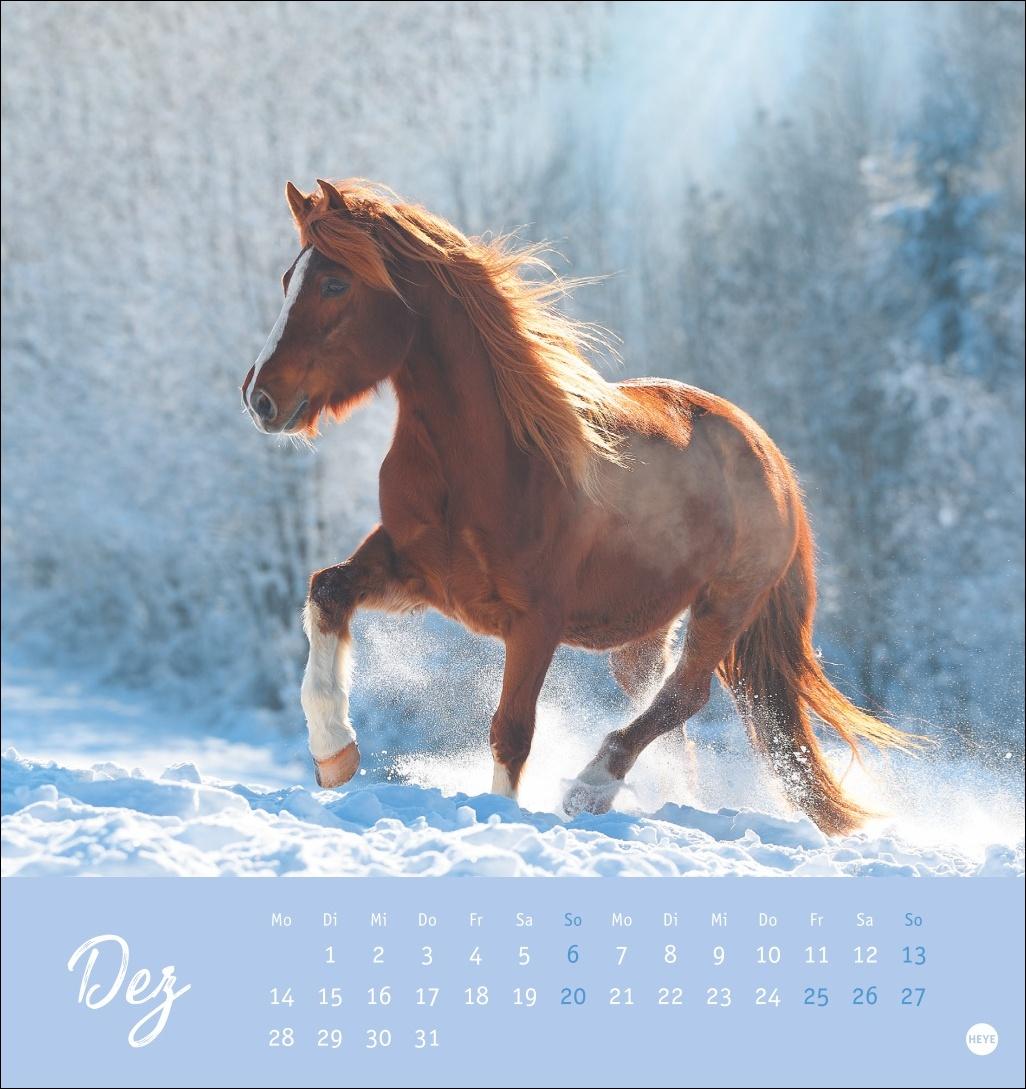 Beispielinhalt (Bild) Pferde Postkartenkalender 2026 - Starke Freunde