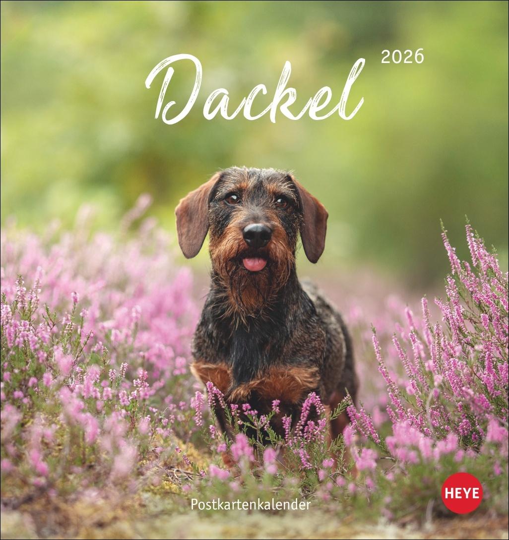Vorderes Coverbild Dackel Postkartenkalender 2026