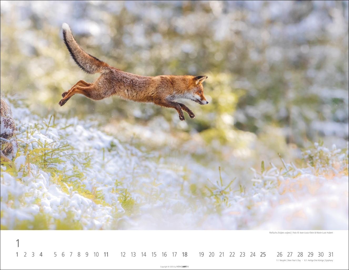 Beispielinhalt (Bild) Heimische Wildtiere Kalender 2026