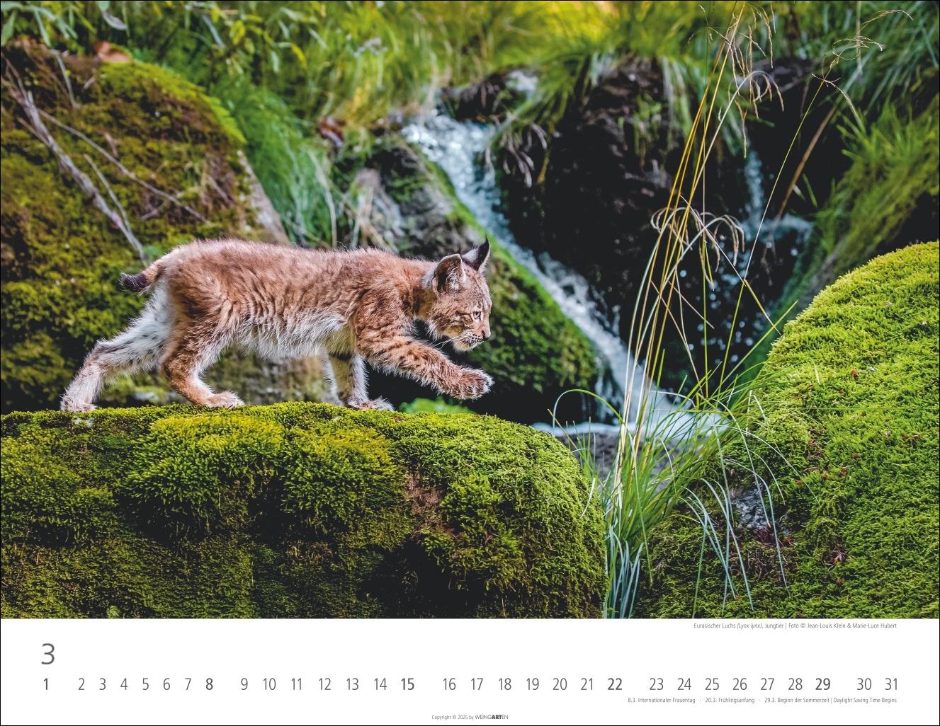 Beispielinhalt (Bild) Heimische Wildtiere Kalender 2026