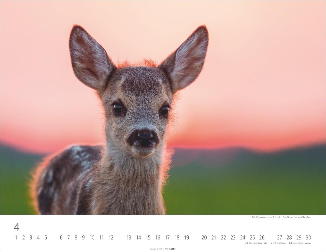 Beispielinhalt (Bild) Heimische Wildtiere Kalender 2026