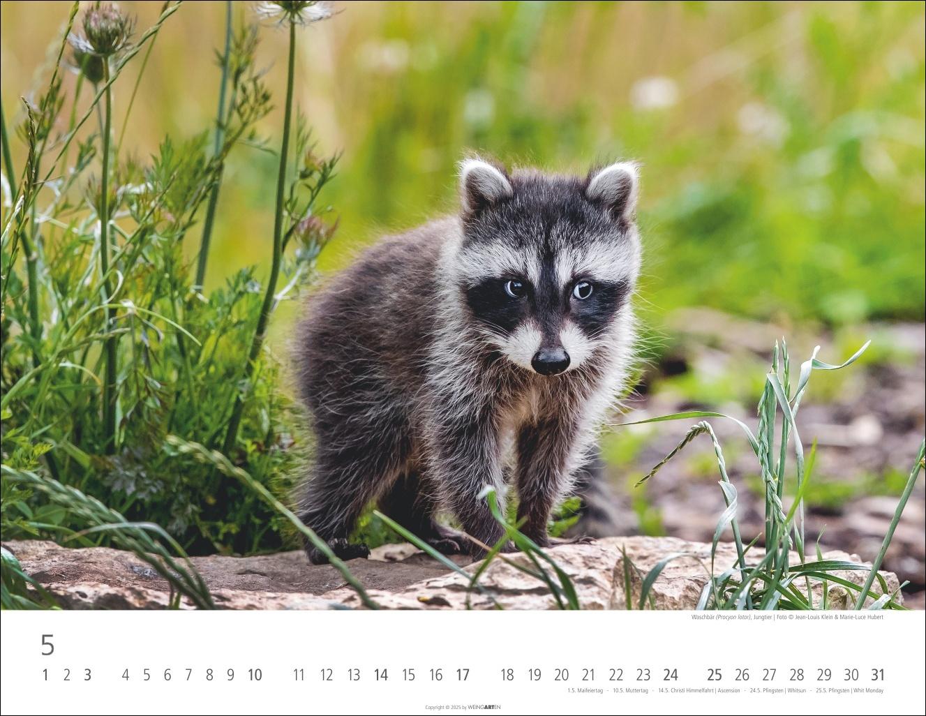 Beispielinhalt (Bild) Heimische Wildtiere Kalender 2026