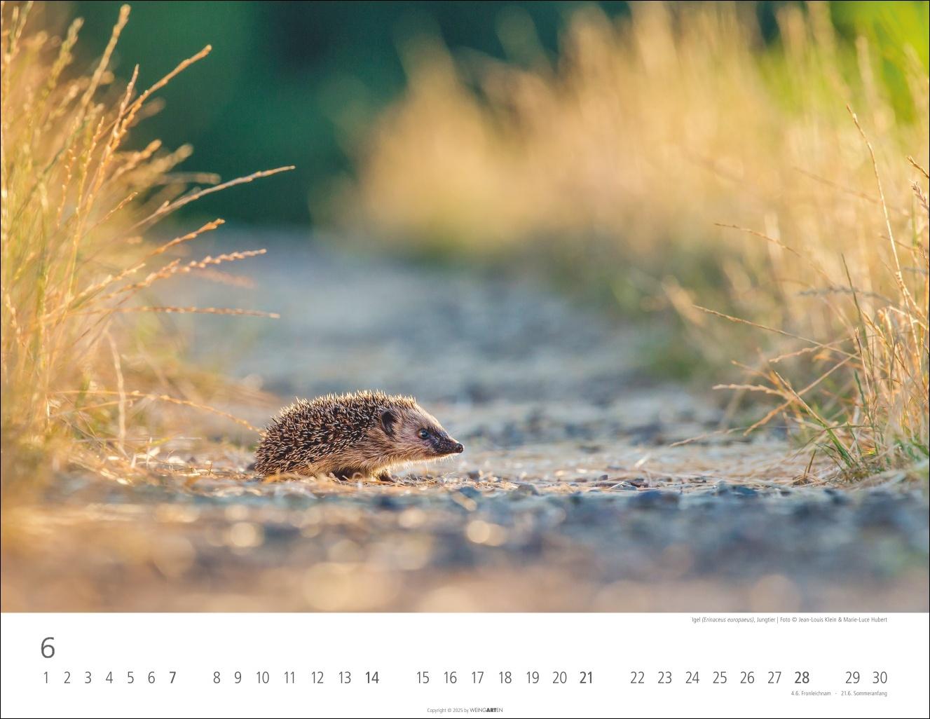Beispielinhalt (Bild) Heimische Wildtiere Kalender 2026