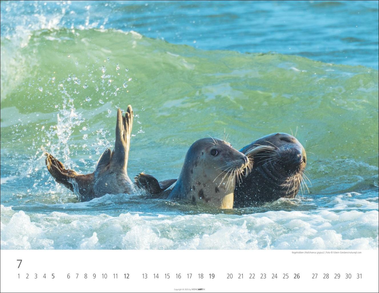 Beispielinhalt (Bild) Heimische Wildtiere Kalender 2026
