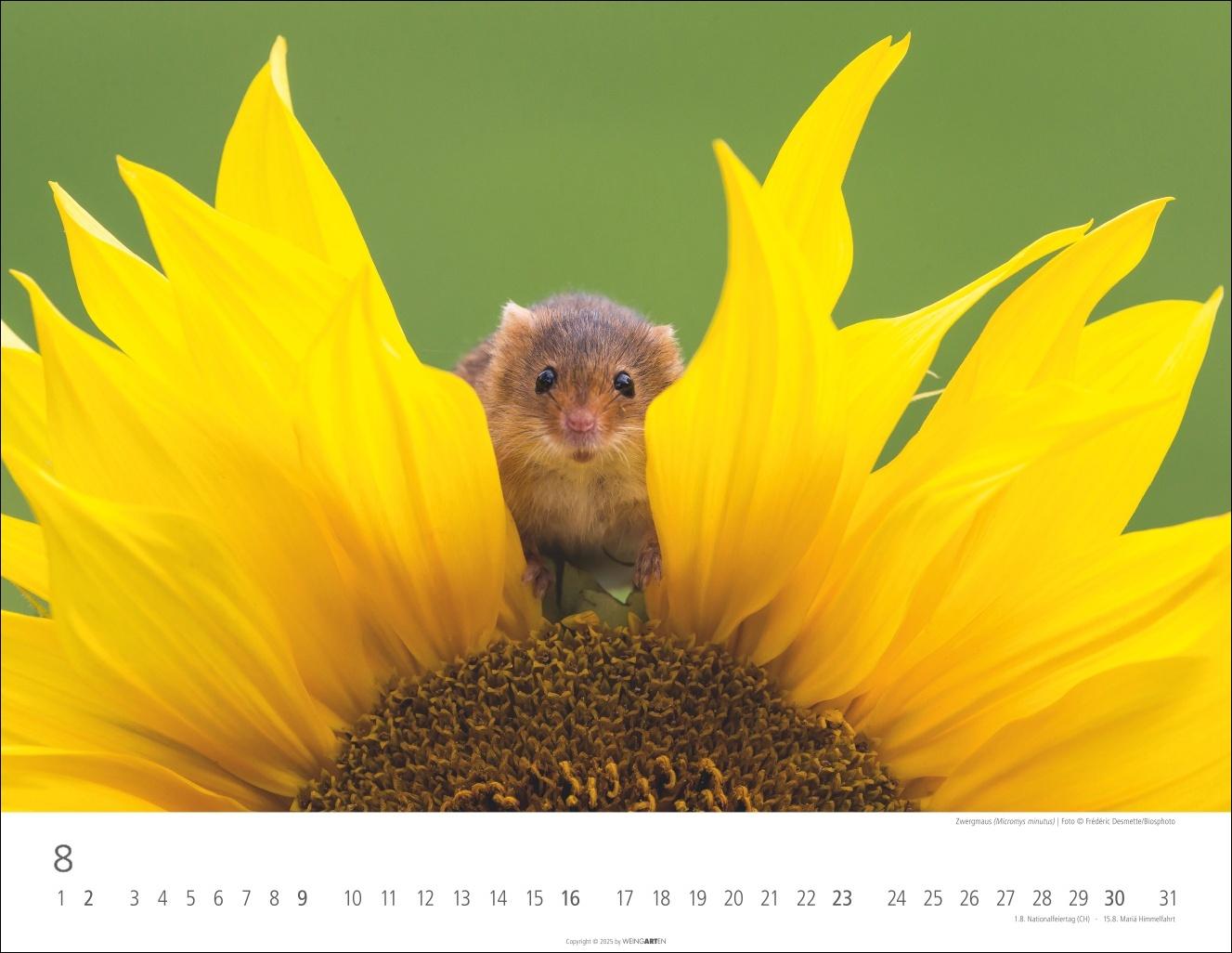 Beispielinhalt (Bild) Heimische Wildtiere Kalender 2026