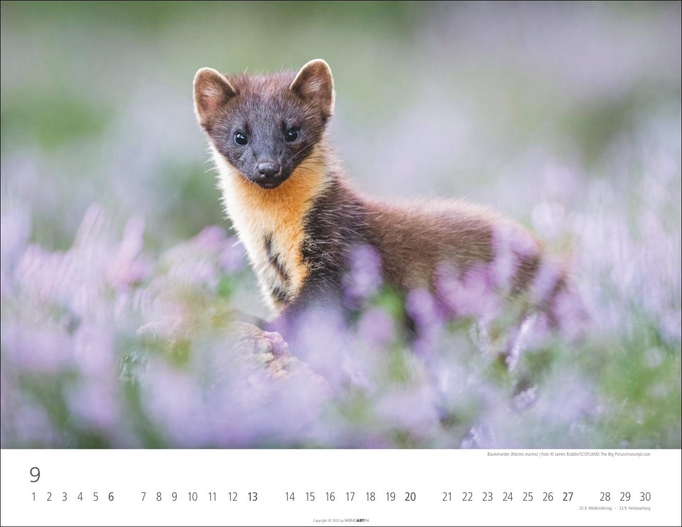 Beispielinhalt (Bild) Heimische Wildtiere Kalender 2026