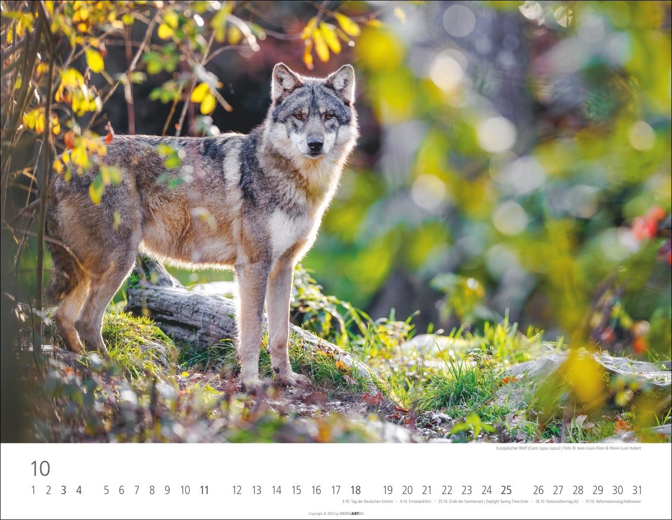 Beispielinhalt (Bild) Heimische Wildtiere Kalender 2026