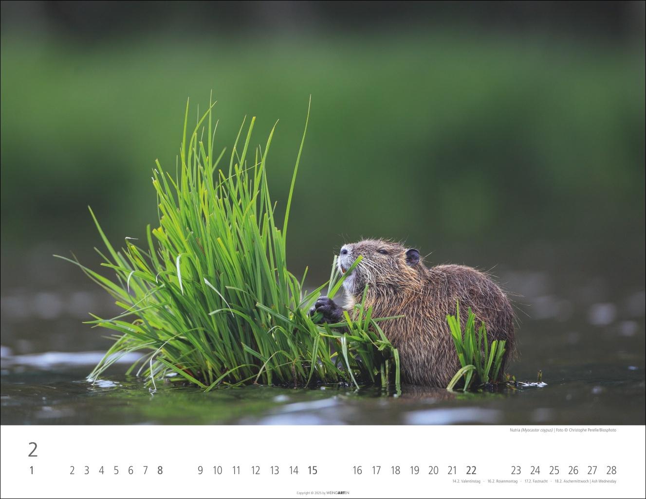 Beispielinhalt (Bild) Heimische Wildtiere Kalender 2026