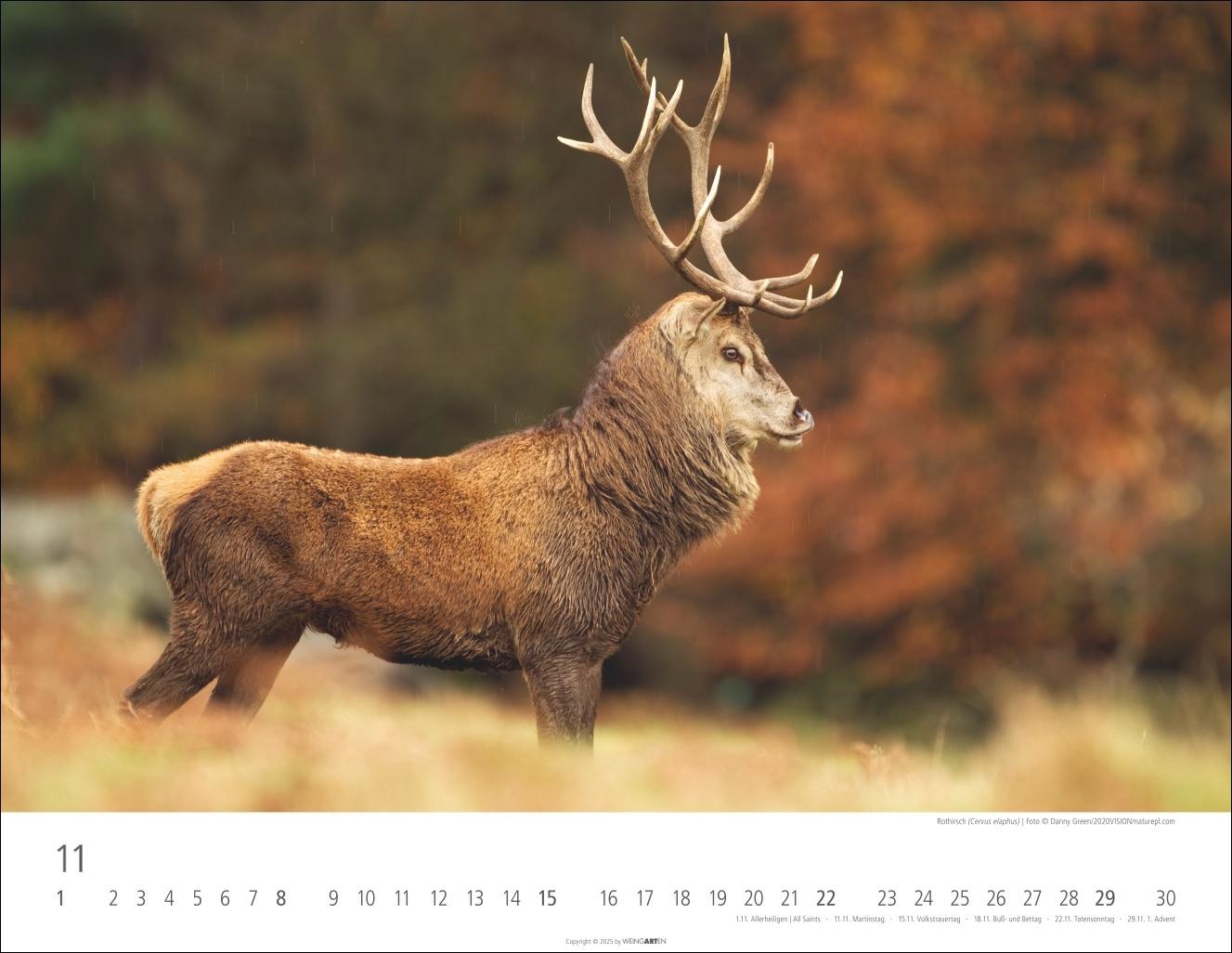Beispielinhalt (Bild) Heimische Wildtiere Kalender 2026