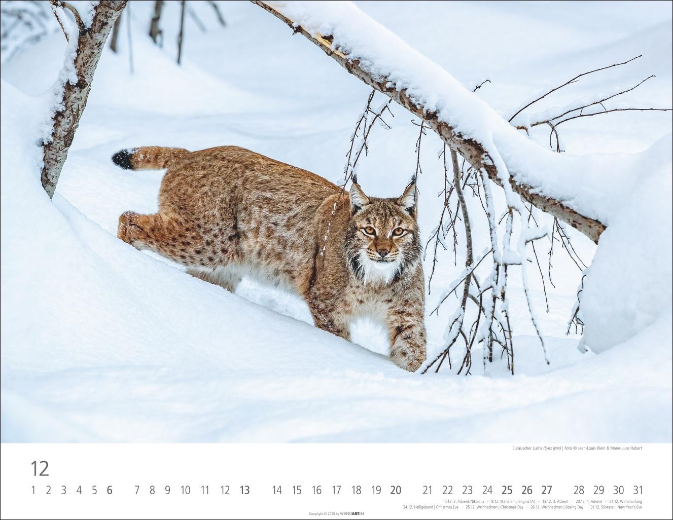 Beispielinhalt (Bild) Heimische Wildtiere Kalender 2026