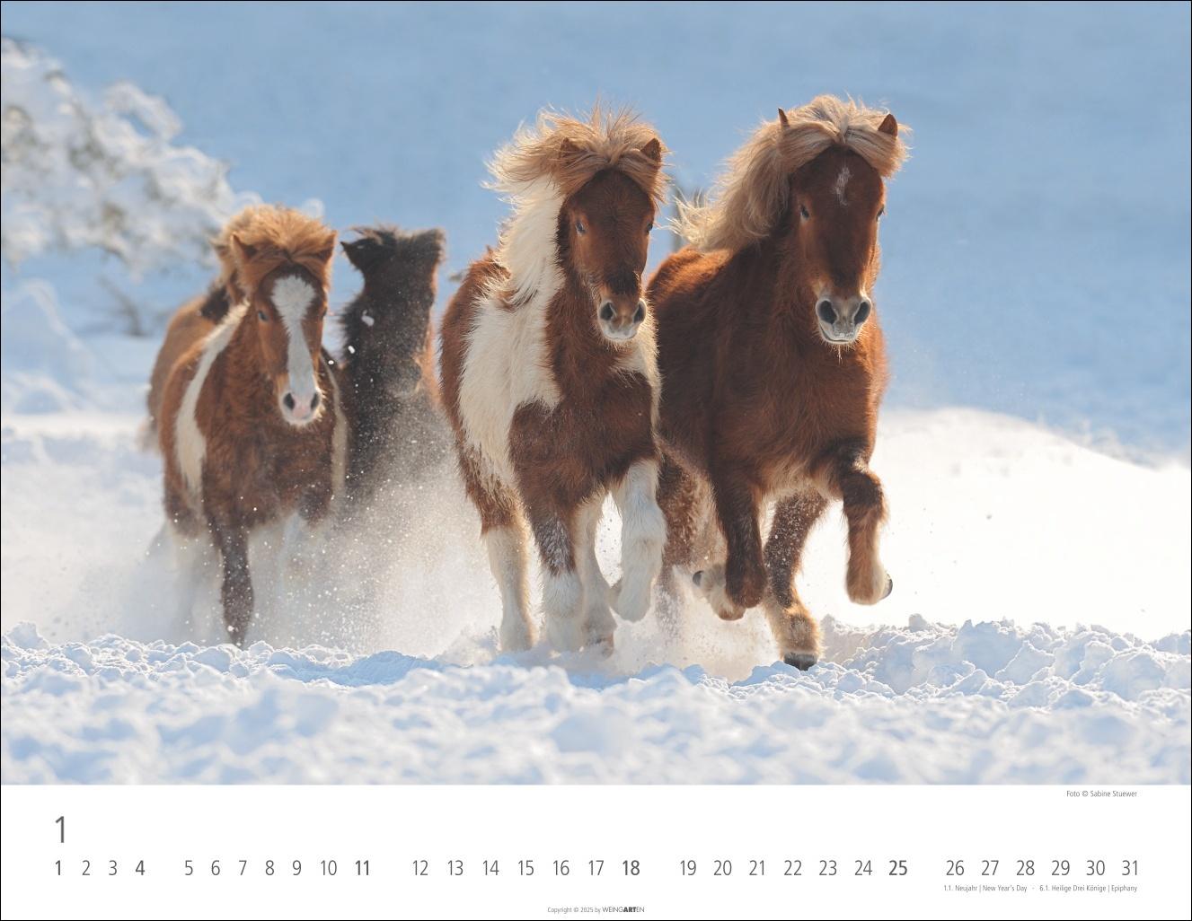 Beispielinhalt (Bild) Islandpferde Kalender 2026