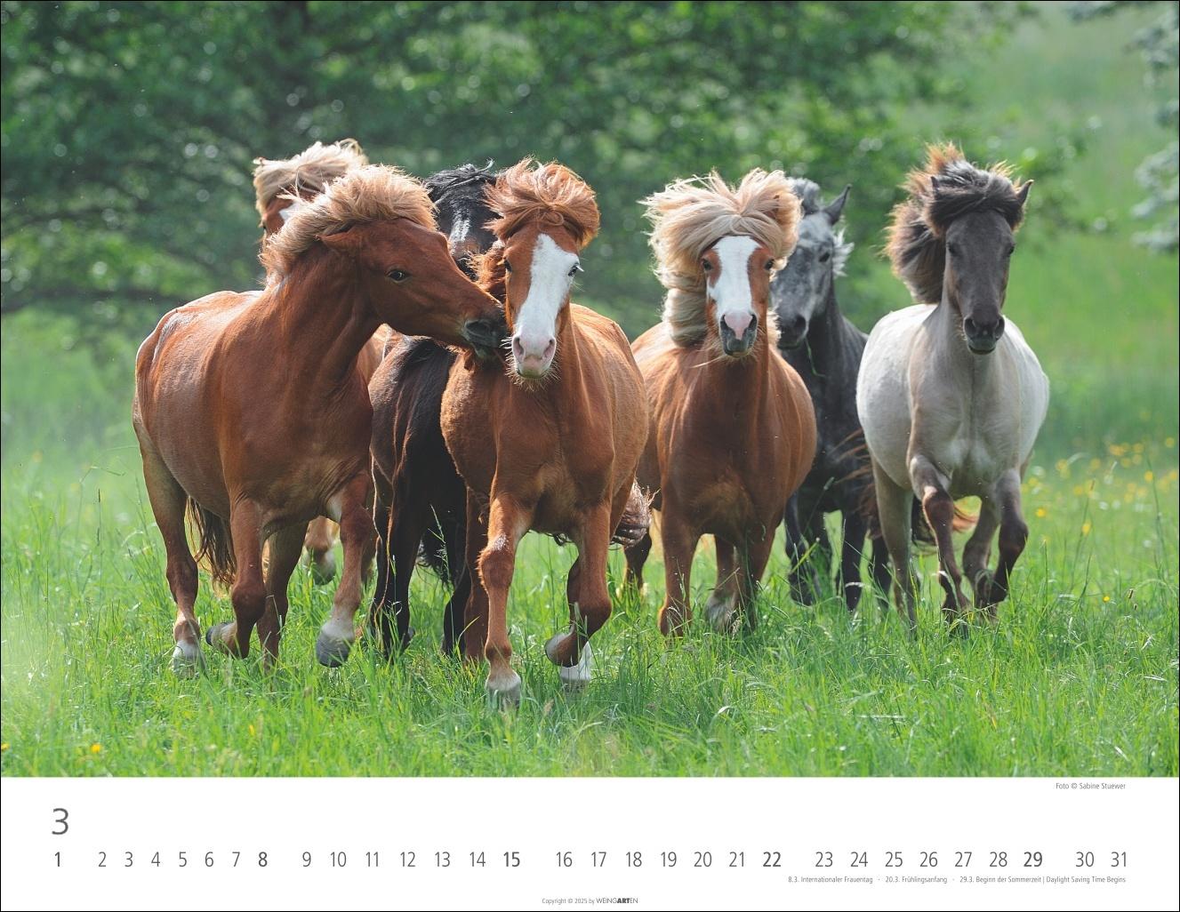 Beispielinhalt (Bild) Islandpferde Kalender 2026