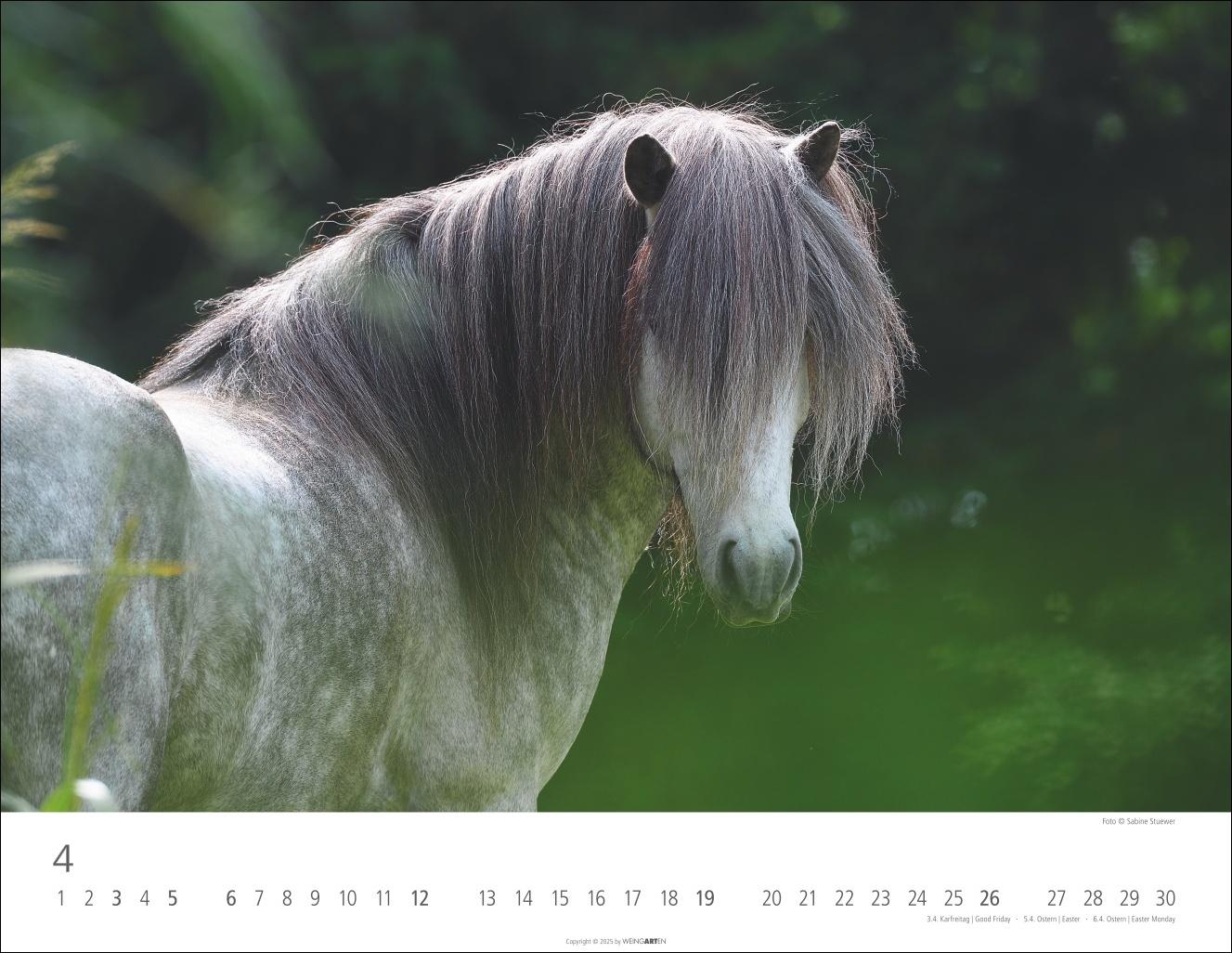 Beispielinhalt (Bild) Islandpferde Kalender 2026