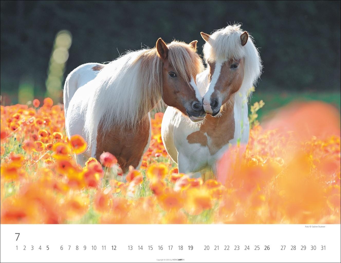 Beispielinhalt (Bild) Islandpferde Kalender 2026