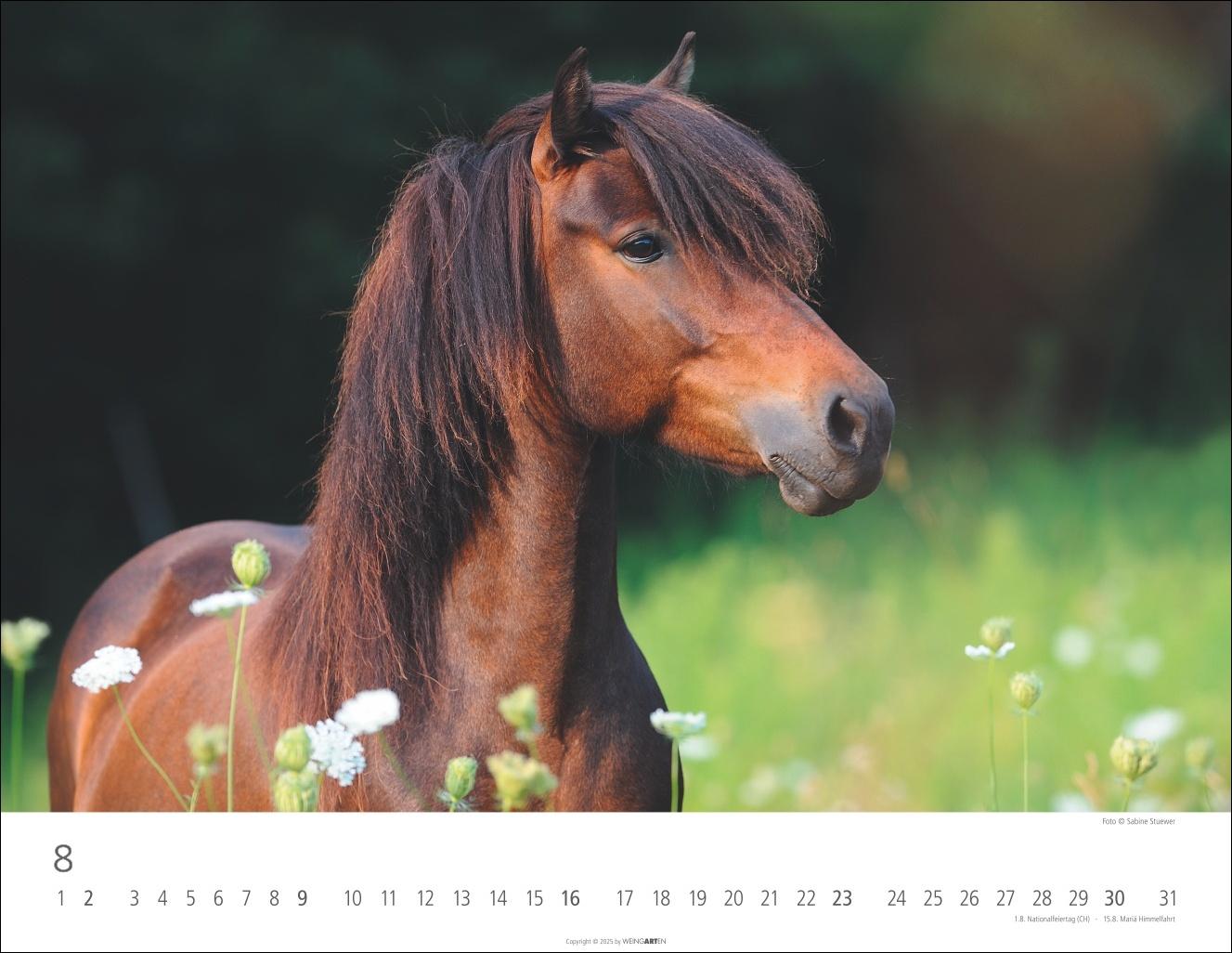 Beispielinhalt (Bild) Islandpferde Kalender 2026