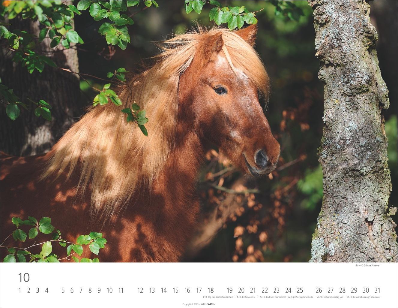 Beispielinhalt (Bild) Islandpferde Kalender 2026