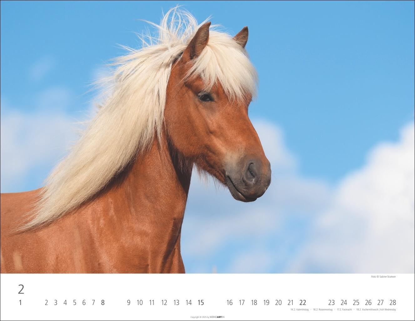Beispielinhalt (Bild) Islandpferde Kalender 2026