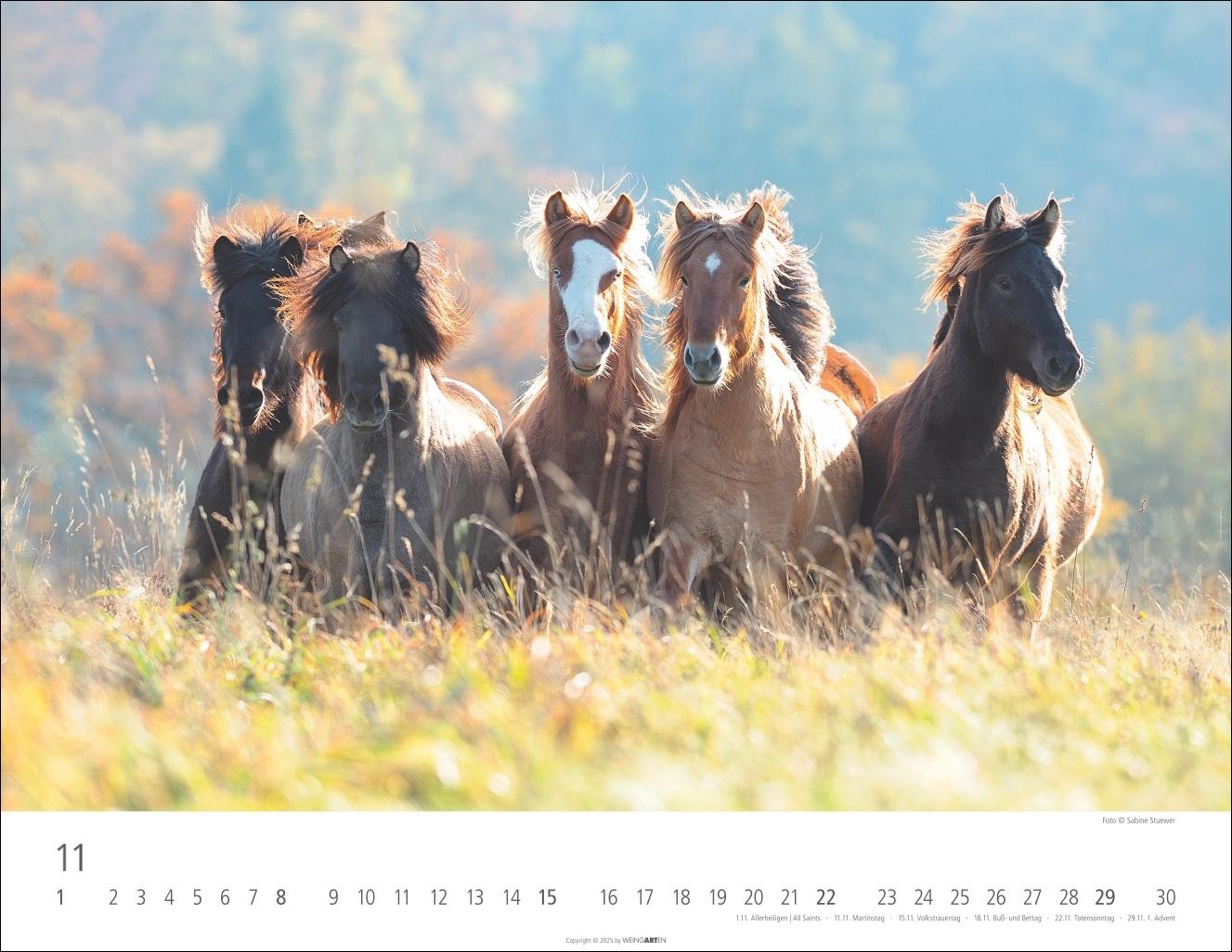 Beispielinhalt (Bild) Islandpferde Kalender 2026