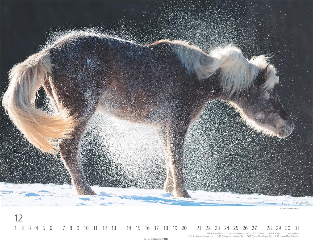 Beispielinhalt (Bild) Islandpferde Kalender 2026