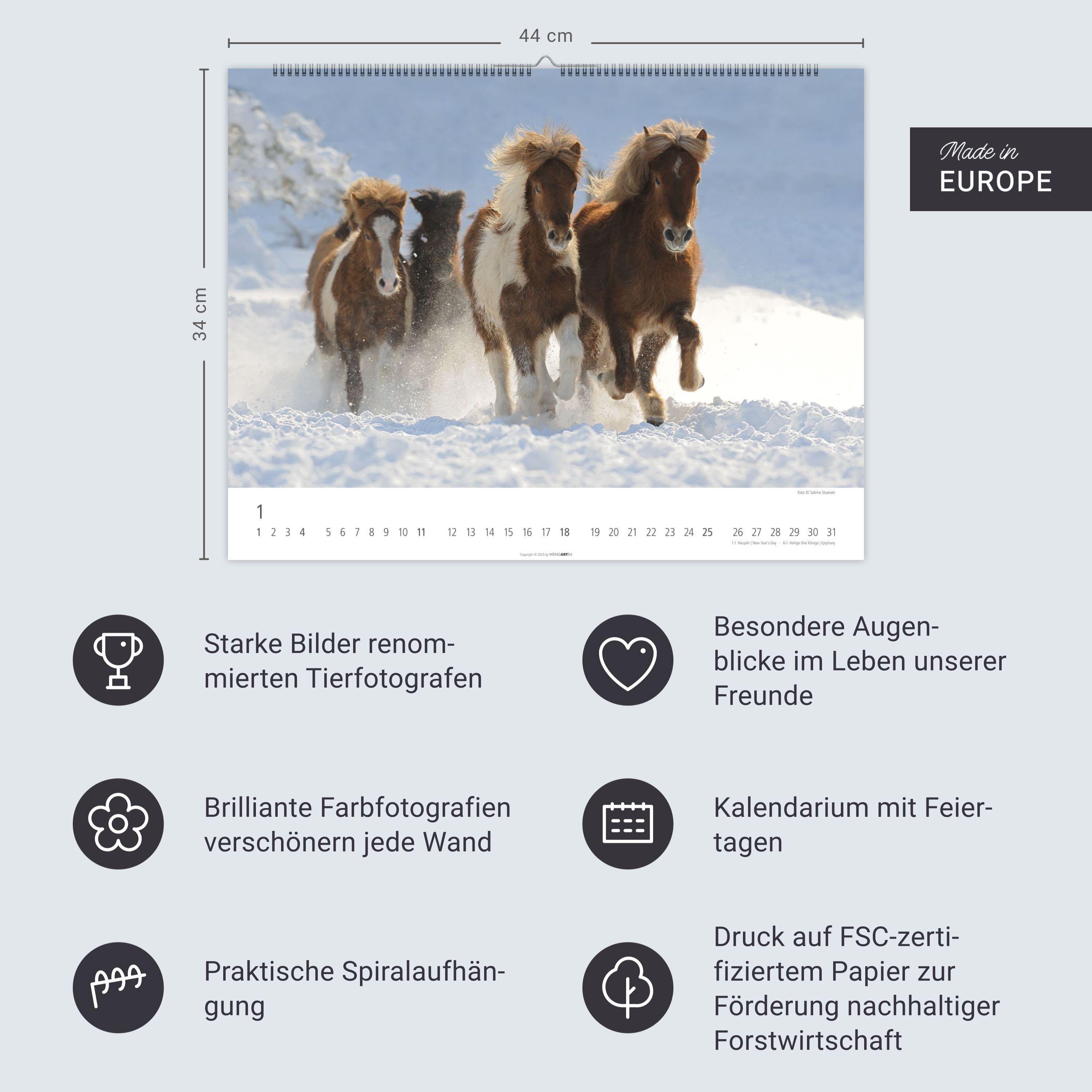 Beispielinhalt (Bild) Islandpferde Kalender 2026