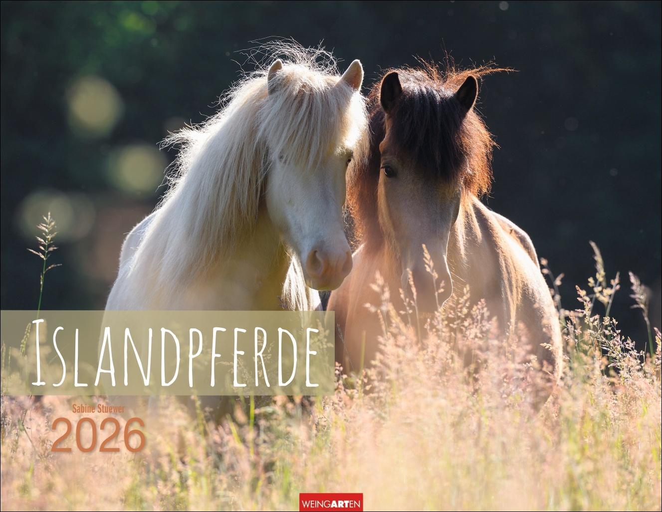 Vorderes Coverbild Islandpferde Kalender 2026