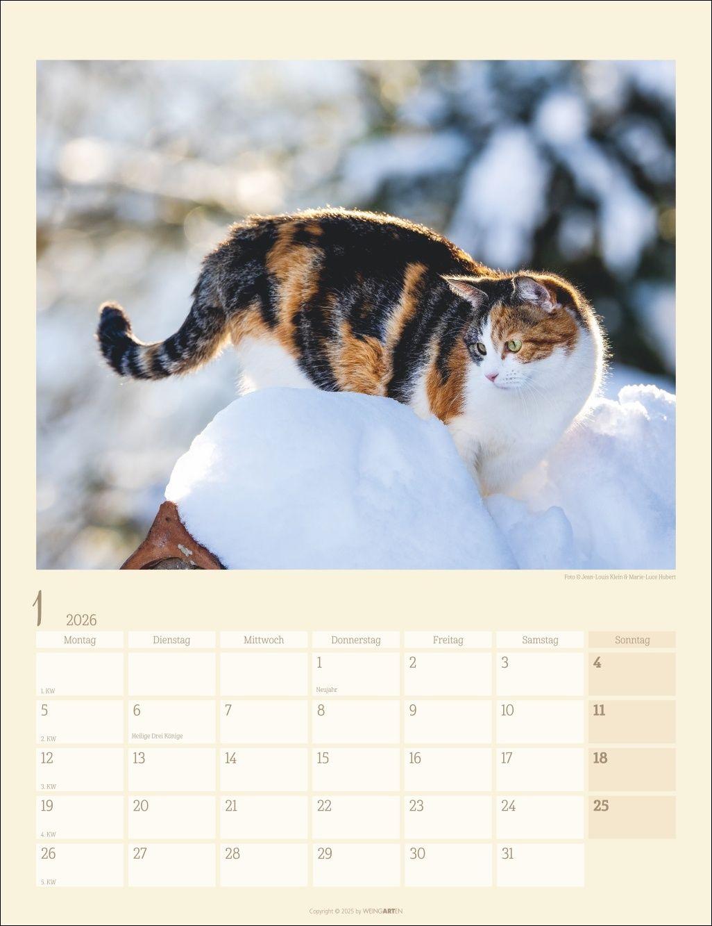 Beispielinhalt (Bild) Katzen auf dem Lande Kalender 2026