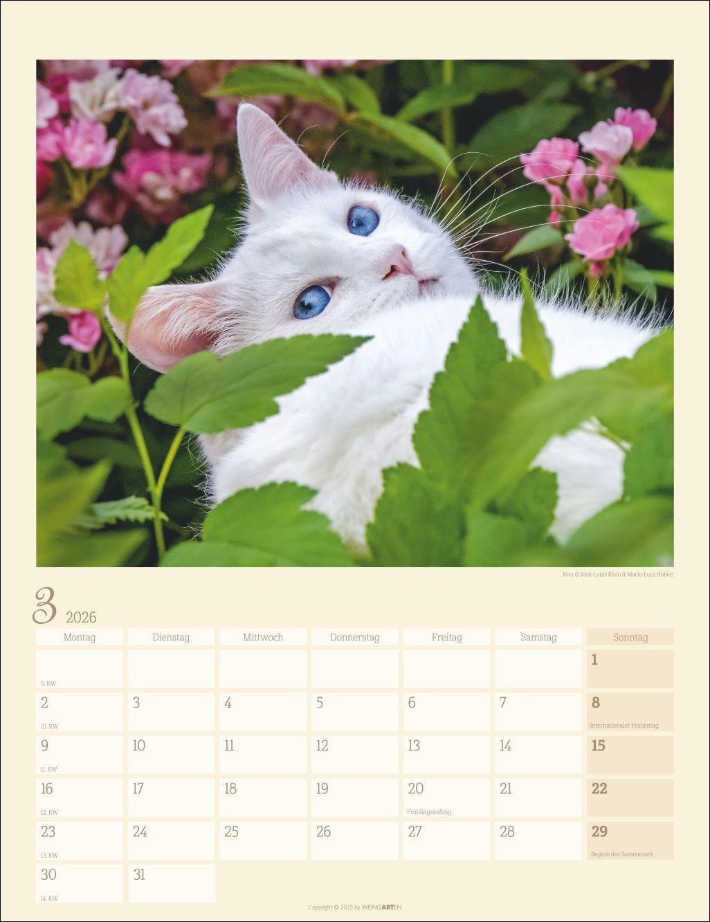 Beispielinhalt (Bild) Katzen auf dem Lande Kalender 2026