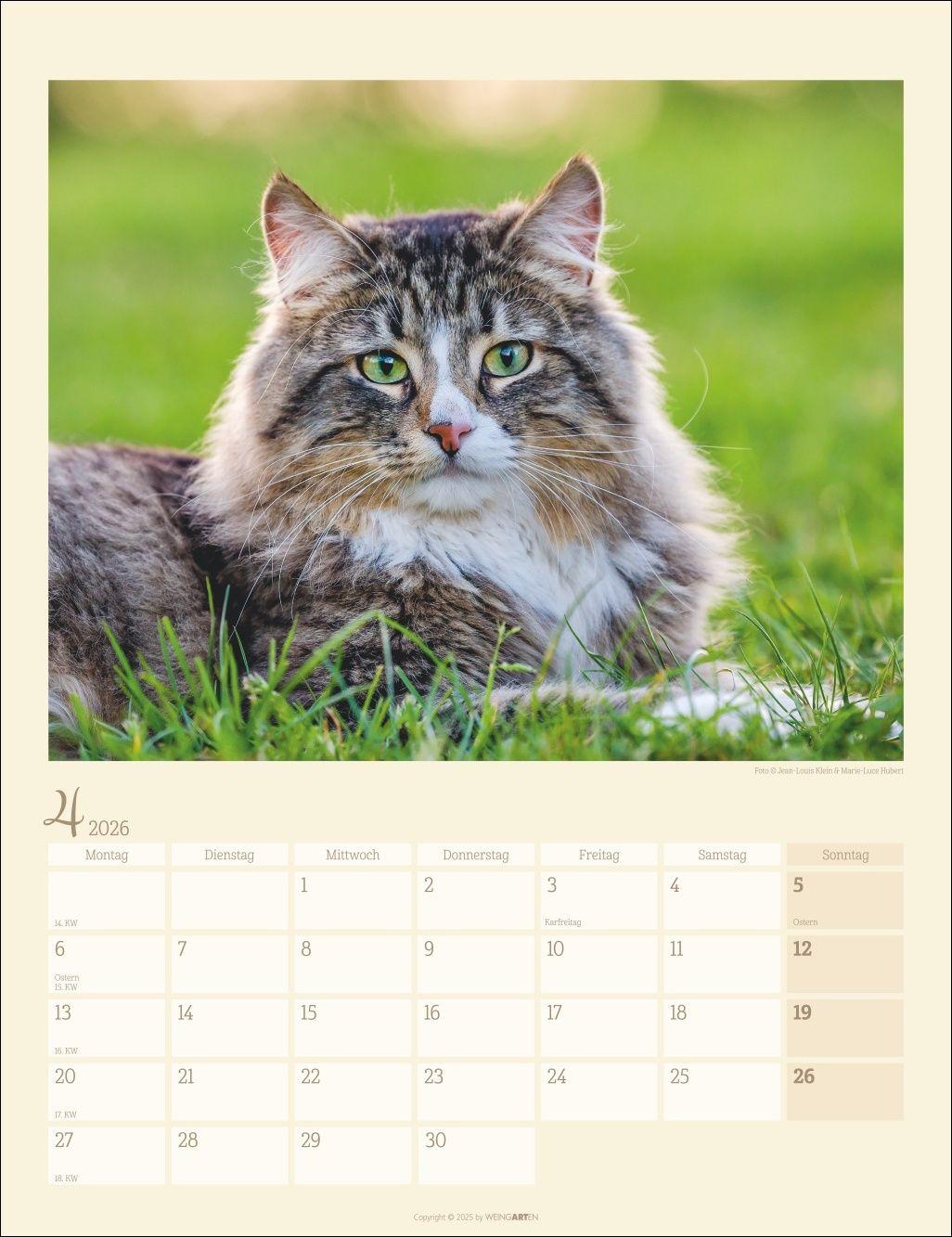 Beispielinhalt (Bild) Katzen auf dem Lande Kalender 2026