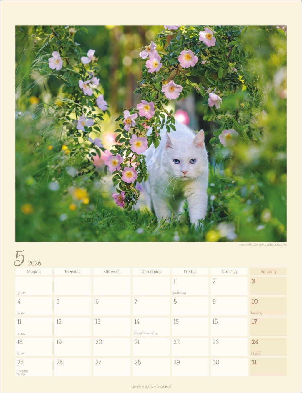 Beispielinhalt (Bild) Katzen auf dem Lande Kalender 2026