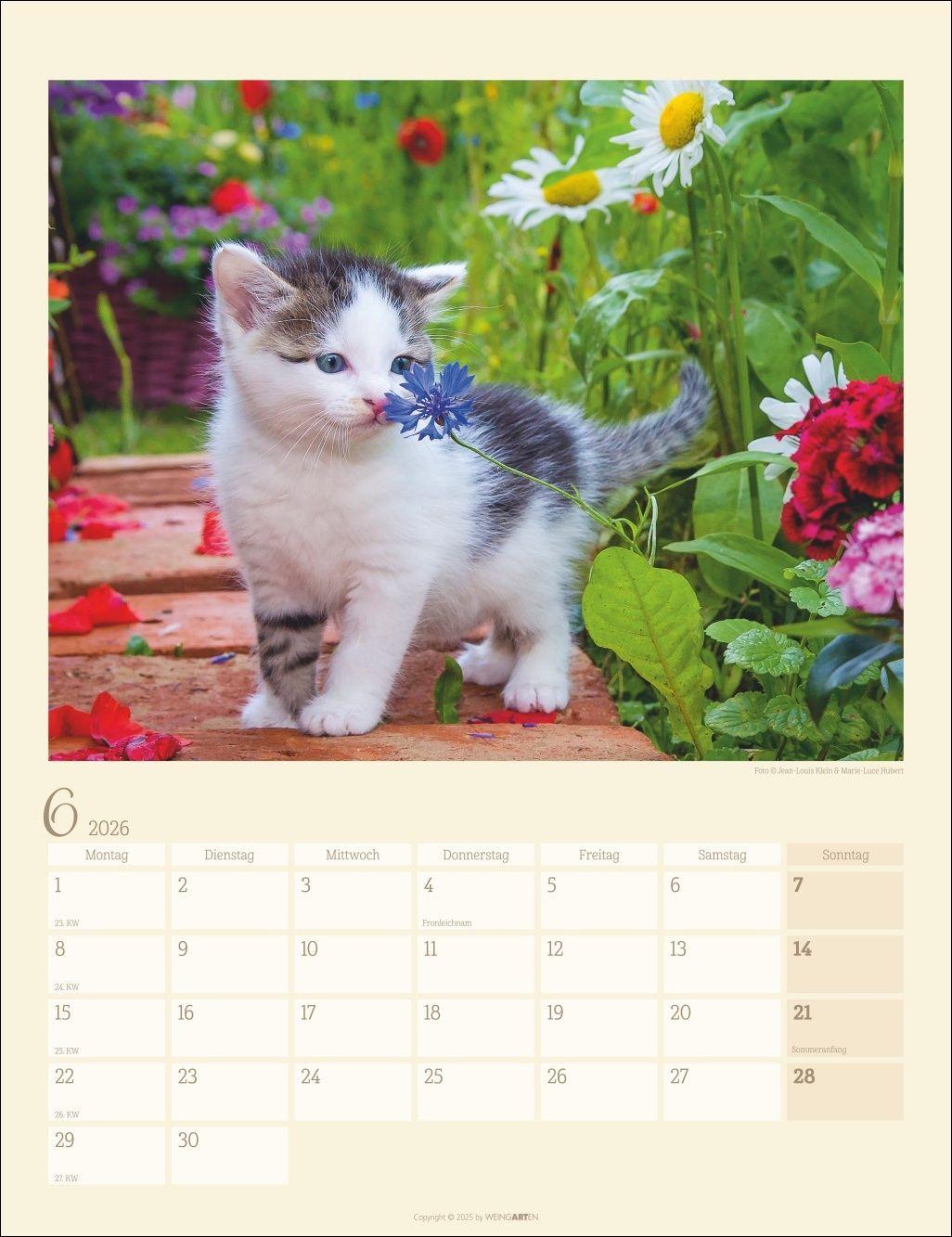 Beispielinhalt (Bild) Katzen auf dem Lande Kalender 2026