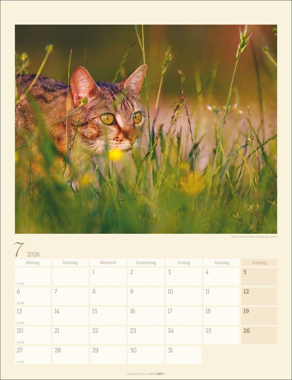 Beispielinhalt (Bild) Katzen auf dem Lande Kalender 2026