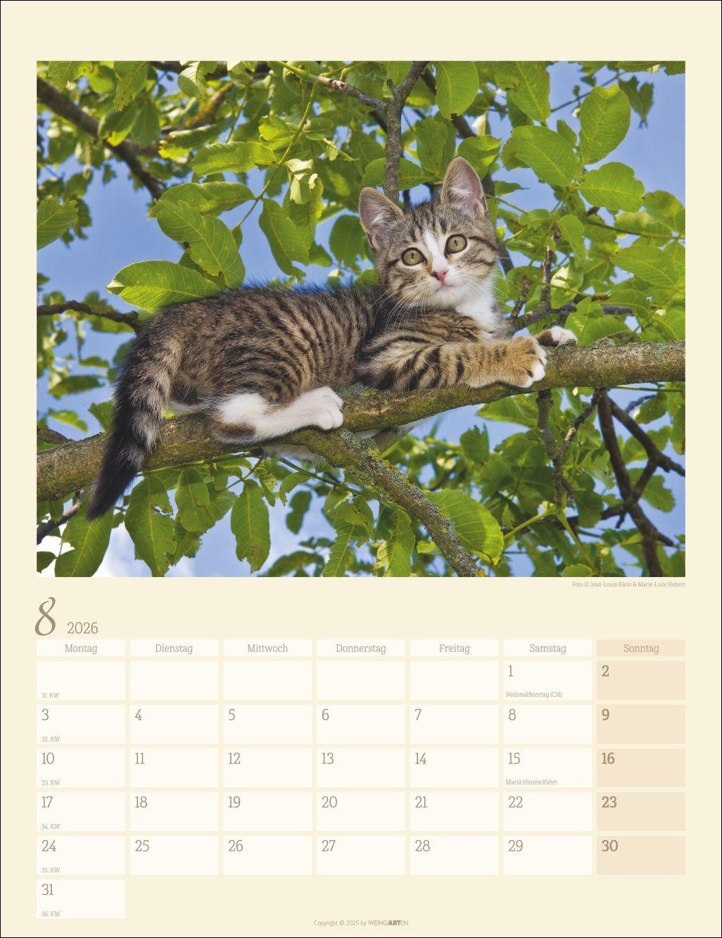 Beispielinhalt (Bild) Katzen auf dem Lande Kalender 2026